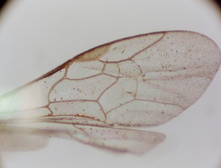 Lasioglossum nymphale, female, forwing