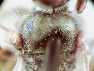 Lasioglossum nymphale, female, scutum