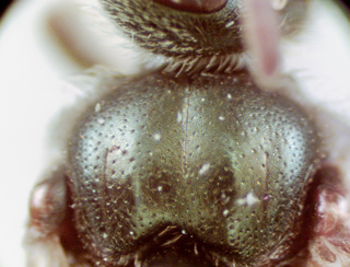 Lasioglossum obscurum, female, scutum