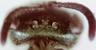 Lasioglossum obscurum, female, vertex punctures with transvers stiations