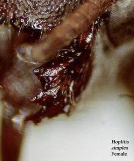 Hoplitis simplex, female, mandible t