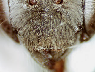Hoplitis spoliata, female, clypeus