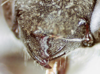 Hoplitis spoliata, female, mandible