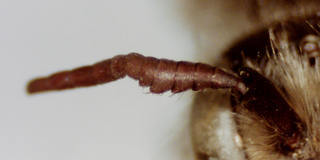 Hoplitis spoliata, male, antenna