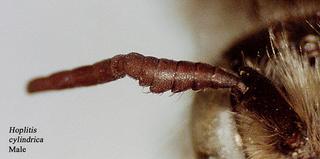 Hoplitis spoliata, male, antenna t
