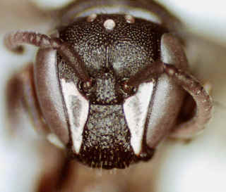 Hylaeus nelumbonis, female, head