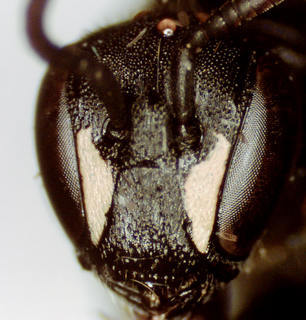 Hylaeus verticalis, female, head
