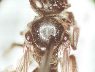 Lasioglossum leucozonium, bbSL206655 female, scutum with modcoarse punc