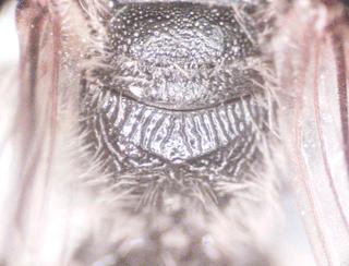 Lasioglossum leucozonium, bbSL206681 female, propod striolate