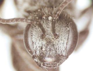 Lasioglossum zonulum, bbSL207725 male, cylpeal mac