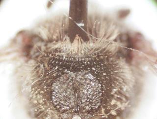 Lasioglossum zonulum, bbSL207736 female, complete lat procarina