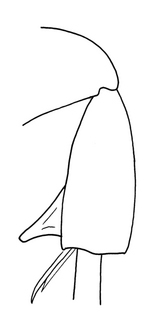 Dieunomia triangulifera, male, hindtibia