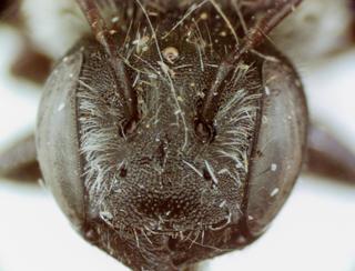 Megachile montivaga, female, face