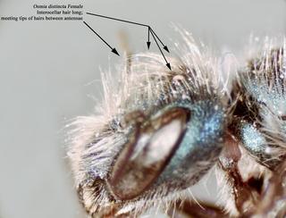 Osmia distincta, bbSL196237 female, interocellural hairs long copy