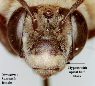 Xenoglossa kansensis, female, face text