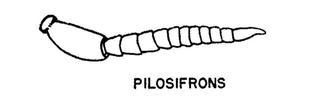 Hoplitis pilosifrons, male, antenna