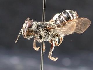 Megachile georgica, female, side
