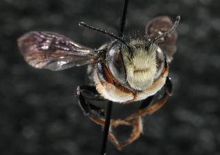 Megachile xylocopoides, male, face