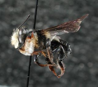 Megachile xylocopoides, male, side