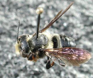 Megachile xylocopoides, male, top