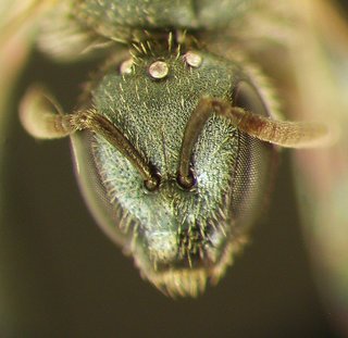 Lasioglossum coreopsis, female, longface