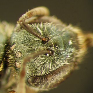 Lasioglossum laevissimum, female, wideface