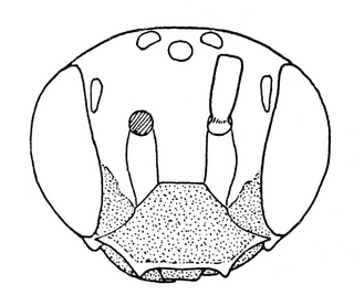 Pseudopanurgus andrenoides, male, face