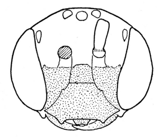 Pseudopanurgus compositarum, male, face