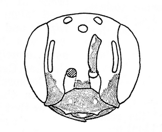 Perdita polygonellae, female, face