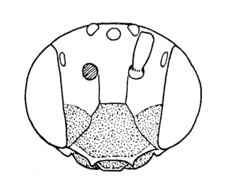Pseudopanurgus illinoiensis, male, face