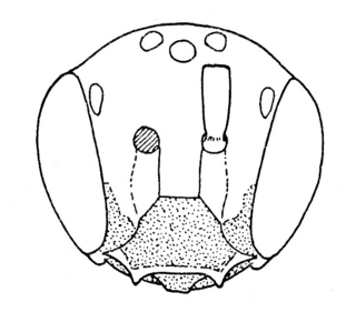 Pseudopanurgus labrosiformis, male, face