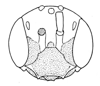 Pseudopanurgus labrosus, male, face