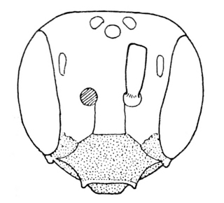 Pseudopanurgus pauper, male, face