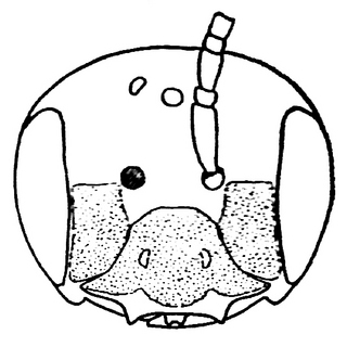 Andrena accepta, male, face