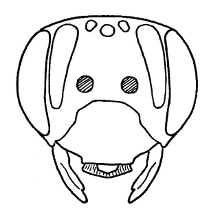 Andrena bisalicis, female, face