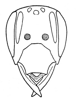 Andrena bradleyi, female, face