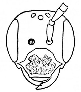 Andrena bradleyi, male, face