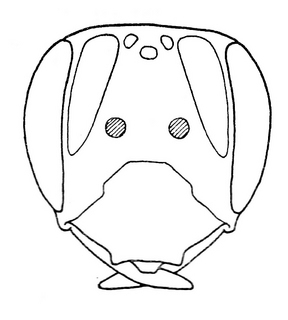 Andrena carolina, female, face