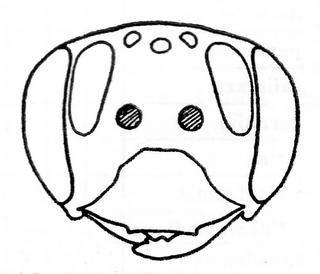 Andrena hirticincta, female, face