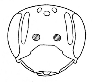 Andrena integra, female, face
