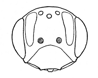 Andrena mendica, female, face
