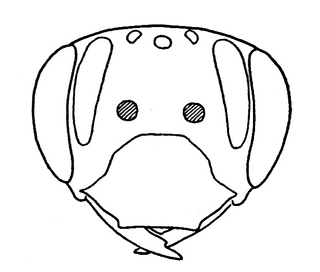 Andrena nida, female, face