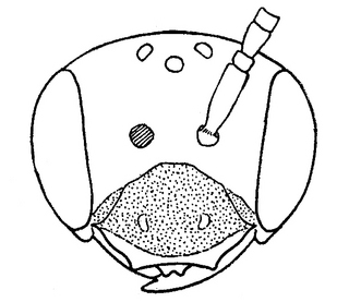 Andrena rudbeckiae, male, face