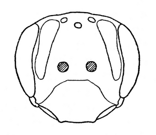 Andrena rehni, female, face