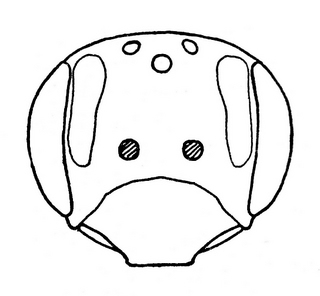 Andrena rubi, female, face
