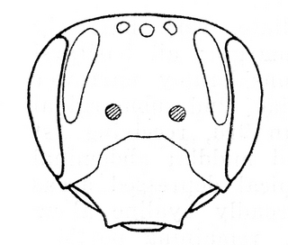 Andrena sayi, female, face