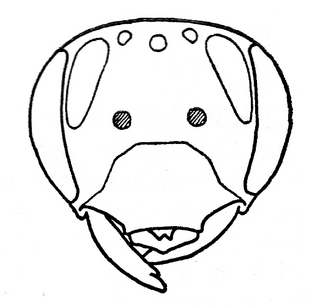 Andrena simplex, female, face