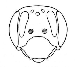 Andrena violae, female, face