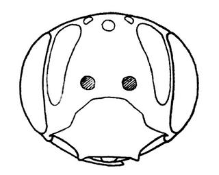 Andrena ziziaeformis, female, face