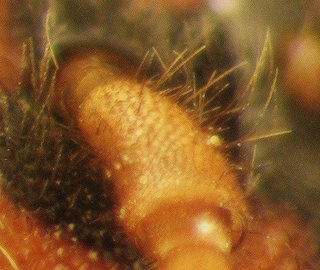Nomada gracilis, female, scape hairs